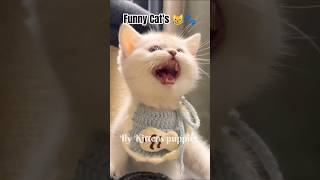 Funny Cat's ❤️🐾 #catvideos #kittens #funnykittens #reelschallenge #kittenlife #kittenlove