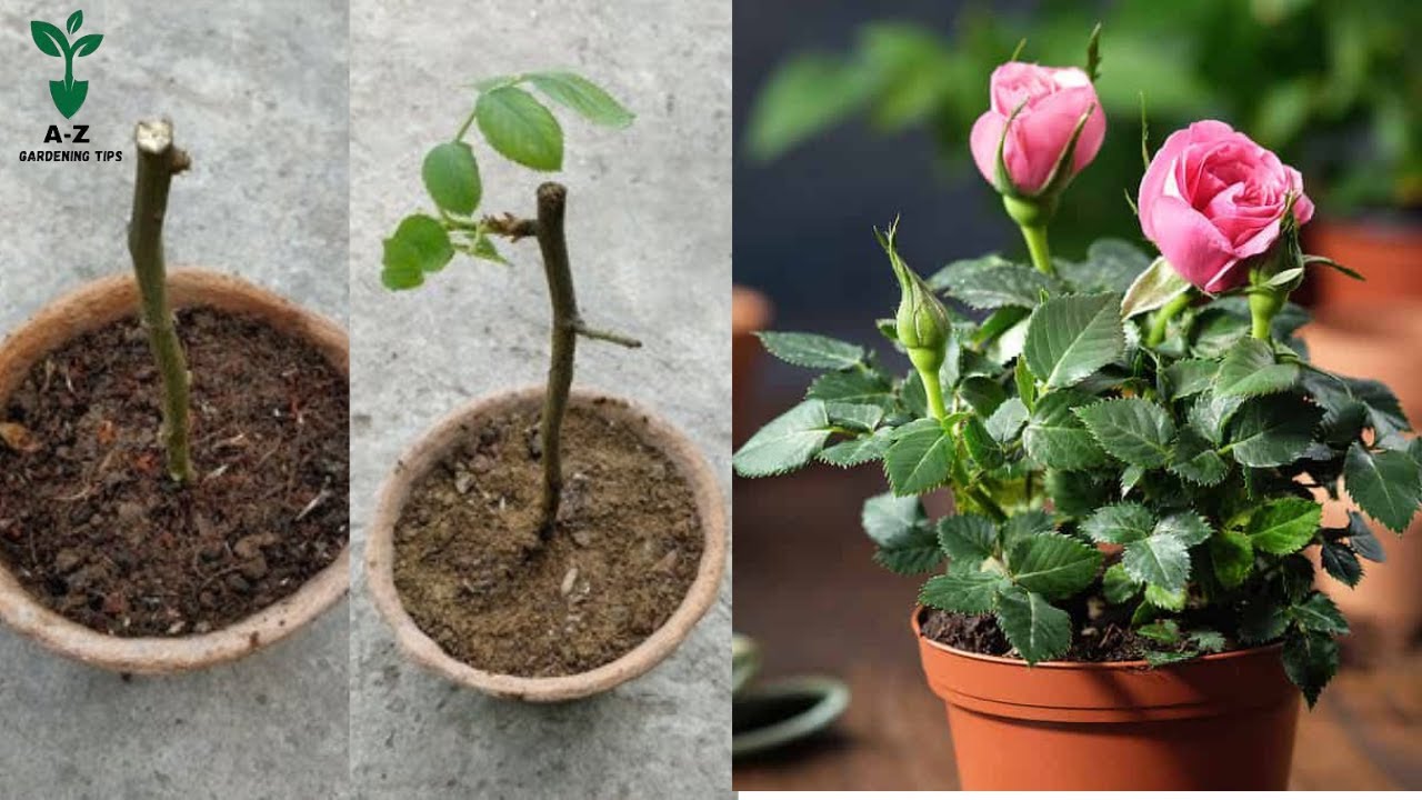 How To Make A Pot Of Colorful Rose Easily | How To Grow Rose Plant From Cutting | Roses Cutting Idea
