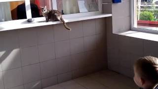 Кошка смешная очень смешно падает покупает билеты новинка Кошка смешная очень смешно падает покупает билеты новинка