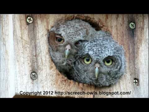 funniest-and-cutest-baby-screech-owls!