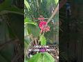 Jamaican Apple Soon Come!! #mybackyardgarden #fruitfarming #backyardgarden