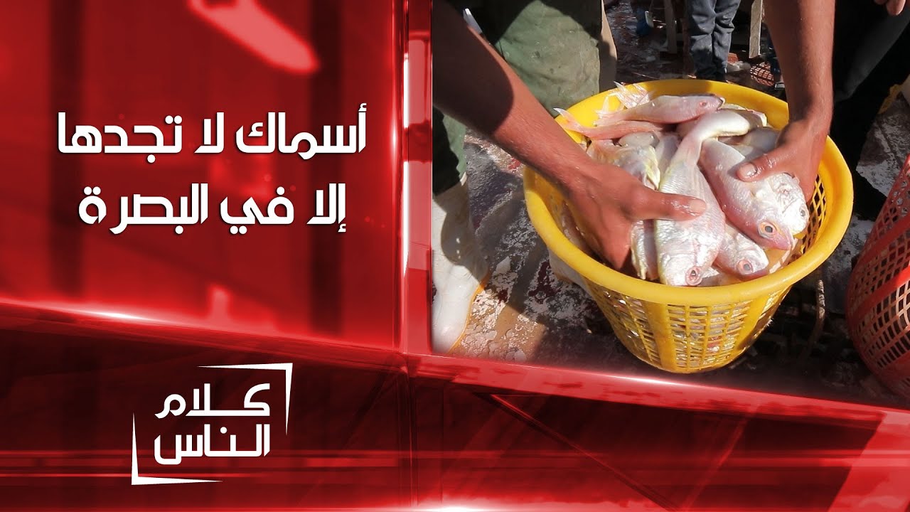 لحلوح، برطام، غزال، حمام، حمرة..أنواع أسماك لا تجدها إلا في البصرة | كلام الناس