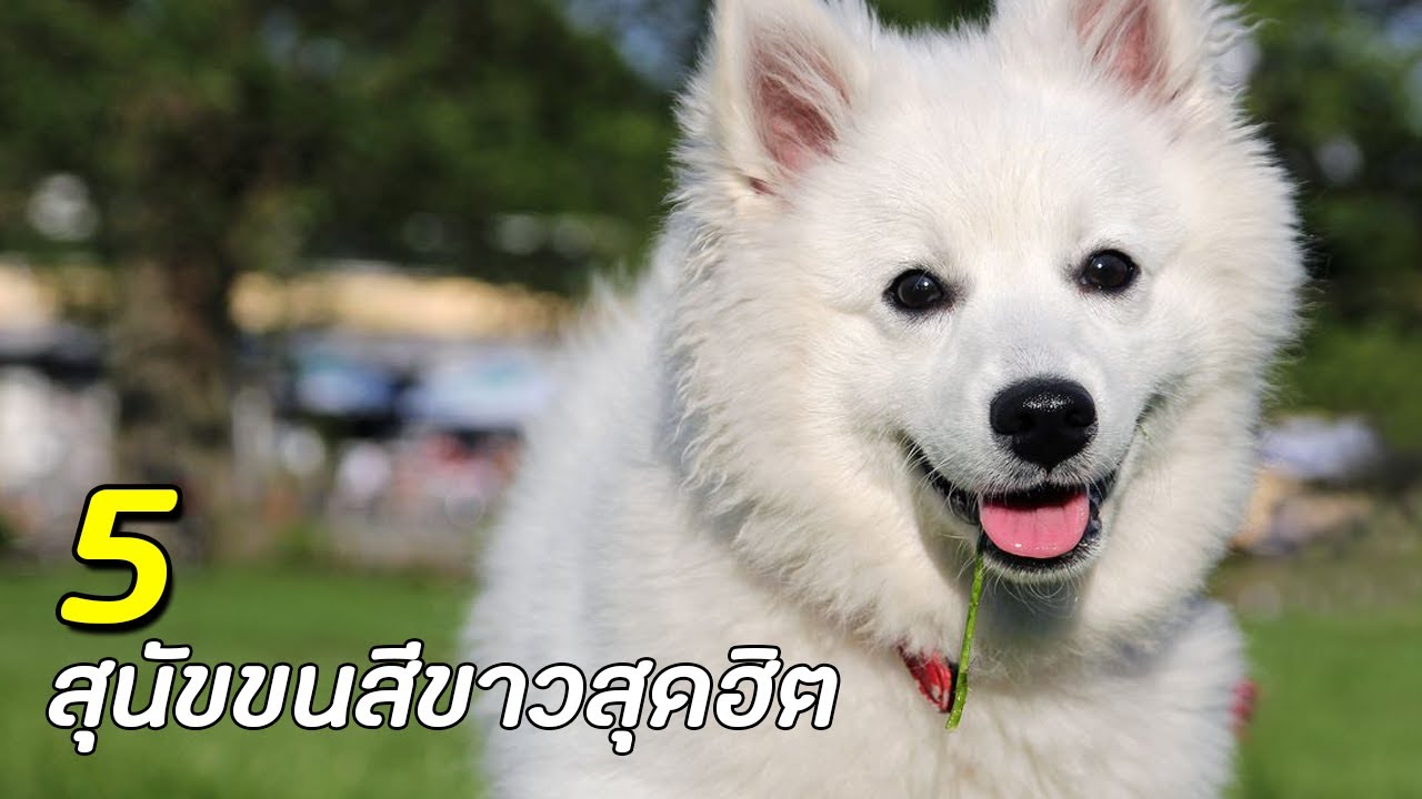 หมา ขน ฟู ตัว เล็ก  New Update  5 สายพันธุ์ สุนัขขนสีขาวสุดฮิต !!