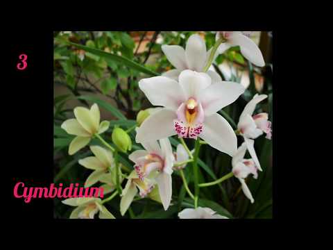 Video: Zygopetalum Orkide Kültürü: Zygopetalum Orkide Çeşitleri