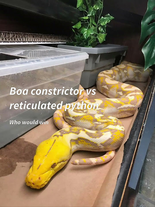 boa constrictor vs reticulated python - YouTube