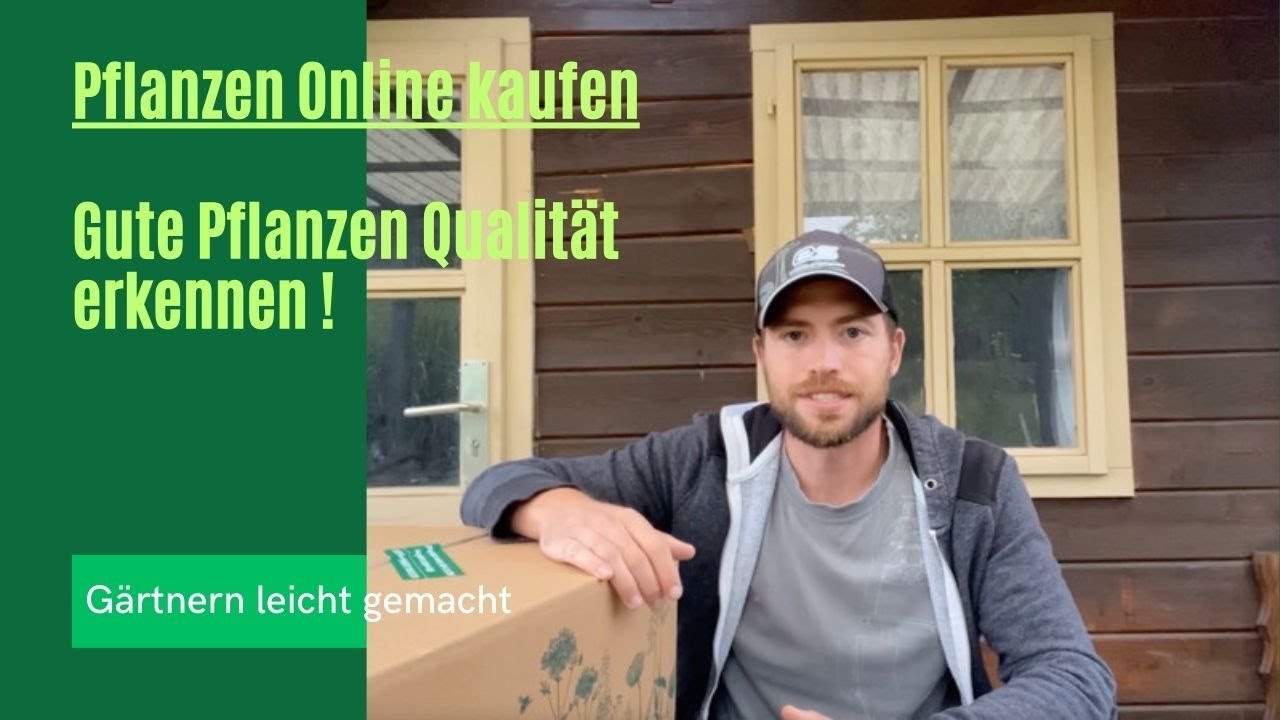 Stauden kaufen Gaißmayer Pflanzen Online kaufen ! YouTube