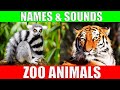 Zoo animals names and sounds to learn for kids preschoolers and kindergarten