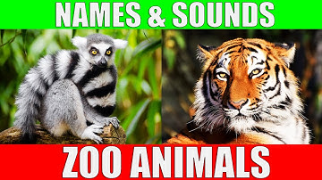ZOO ANIMALS Names and Sounds to Learn for Kids, Preschoolers and Kindergarten