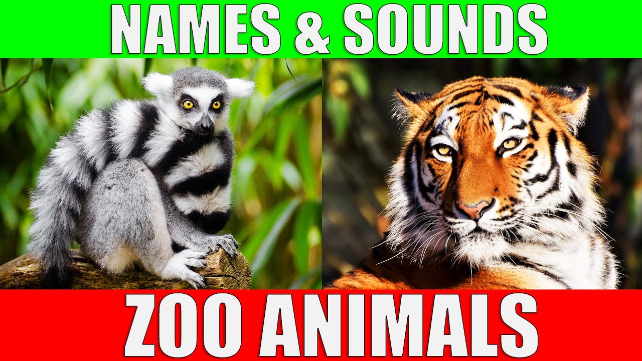 ⁣ZOO ANIMALS Names and Sounds to Learn for Kids, Preschoolers and Kindergarten