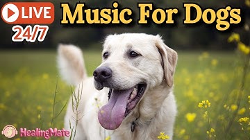 🔴[LIVE] Dog Music🎵🐶Calming Music for Dogs🐶💖Relaxing Music for Dog Sleep💖🦮Dog Stress Relief🎵🔴1