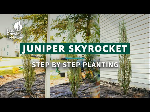 Video: Skyrocket Juniper Info – Tipy pro pěstování jalovce „Skyrocket“v zahradě