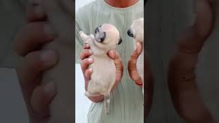 pug #dogs #puppy #for sale 9729124918 call 🤙 all breed available dogs boarding home 🐕🏡