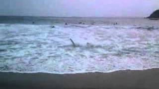 Surf Stupid