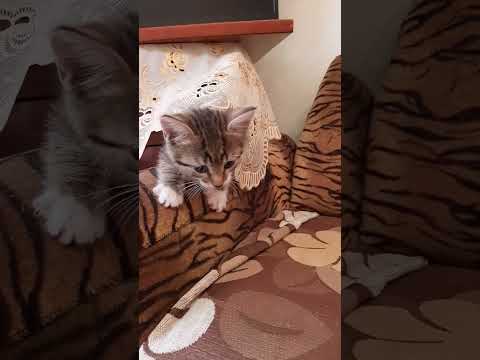 Анатолийская порода (турецкая ангора). Кот, рождение: 26.06.2023.