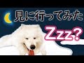 夜中にサモエドの様子を見に行ってみたら・・・
