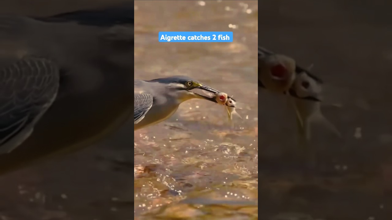Egret /osprey catching fish 🐟 