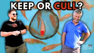 We Bred Koi Carp in the UK… Here’s What Happened