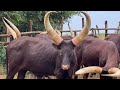 Bulls Fight Ankole Cows