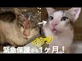 ［緊急保護］#10（再）瀕死だった『イケジ』保護からもうすぐ1ヶ月・まるで別猫✨抜歯と去勢手術日決定！体はまだ回復途中⤴️