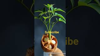 🌱 “From seed to life — nature’s magic in timelapse ✨”#timelapse,#natureshorts, #shorts2026 #imali