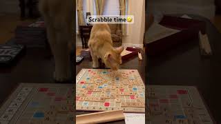 Scrabble Time for Phoenix😸 #lovepets #lovecatsforever #lovemyfurbabies