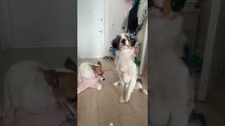 🐱Ultimate Weird Cat Behavior Compilation Full Of Silly Moves#WeirdCat #CatBehavior #TopFunnyPetMix