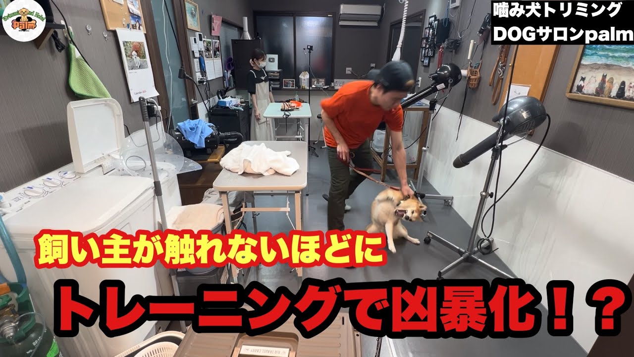 【初来店】トレーニング受けたら触れなくなった柴犬トリミング