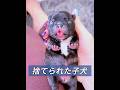 母親に捨てられた子犬を救出する #animals #動物プロダクション