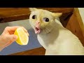 爆笑アニマル動画で涙が出るほど笑おう😂 おもしろ動物2025 😹🐶