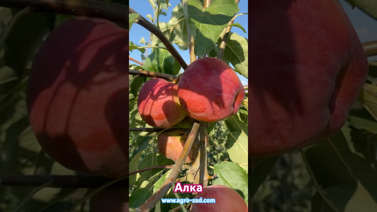 Яблоня Алка (15 августа) Кубань 2025