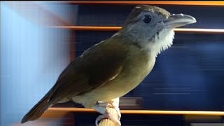 KAPAS TEMBAK GACORAN SUARA NGEBREN PANJANG