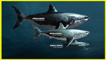 The Evolution of Megalodon [ 2002 - 2018 ] #TheMeg