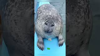 🦭 ¡Las Focas Actúan Como Perritos! 😭🐶 Increíble Comportamiento Animal #shortsfeed #animals #sealife