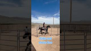First ride on 2 yr old stud colt  no fight, no stress