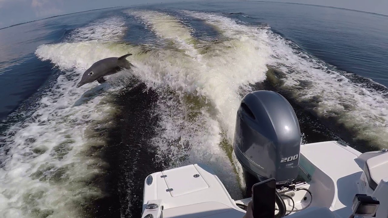 Dolphin, Shelling & Sightseeing Boat Tour in Sanibel, Cape Coral, Fort