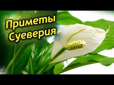 ЖЕНСКОЕ СЧАСТЬЕ. Приметы и суеверия о Спатифиллуме.