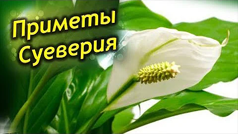 ЖЕНСКОЕ СЧАСТЬЕ. Приметы и суеверия о Спатифиллуме.