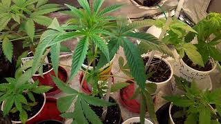 Veg update