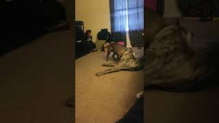 Presa Canario Vs Pitbull Terrier Part 2