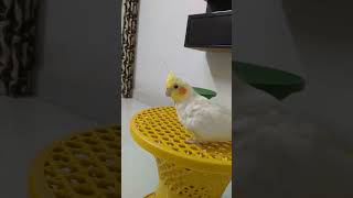 Coco Coco 🤠 | Cockatiel Parrot | Talking Parrot #cockatiel #birds #talkingparrot #shorts #parrot