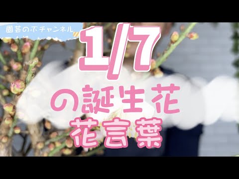 【園芸のぶチャンネル】1/7の誕生花と花言葉【１月】【７日】【ガーデニング】【雑学】【トリビア】【梅】