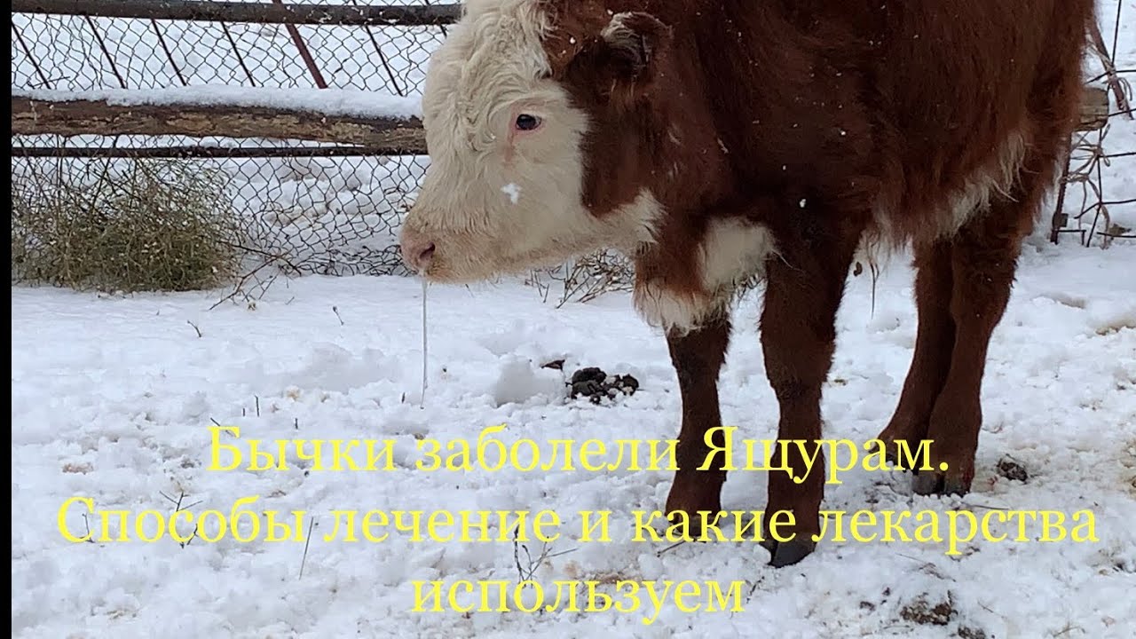 Откорм бычков. Болезнь Ящур. Рассказываю как лечу бычков и какие лекарства применяю