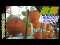 #故郷~ 母の顔が浮かびます・・・