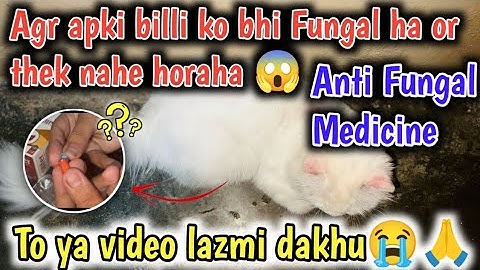Doctor na Casper ko Anti Fungal Medicine da di hain 😭Fungal medication for cats🤔Cat Fungal Treatment