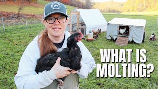 Your Backyard Chickens Are Molting—Here's Why Molting In Chickens 101