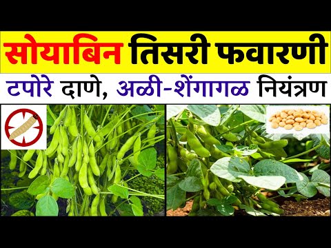 सोयाबीन तिसरी फवारणी 🌱| Soyabean Tisri Favarni | टपोरे दाणे 💯| सोयाबीन शेवट फवारणी | मराठी