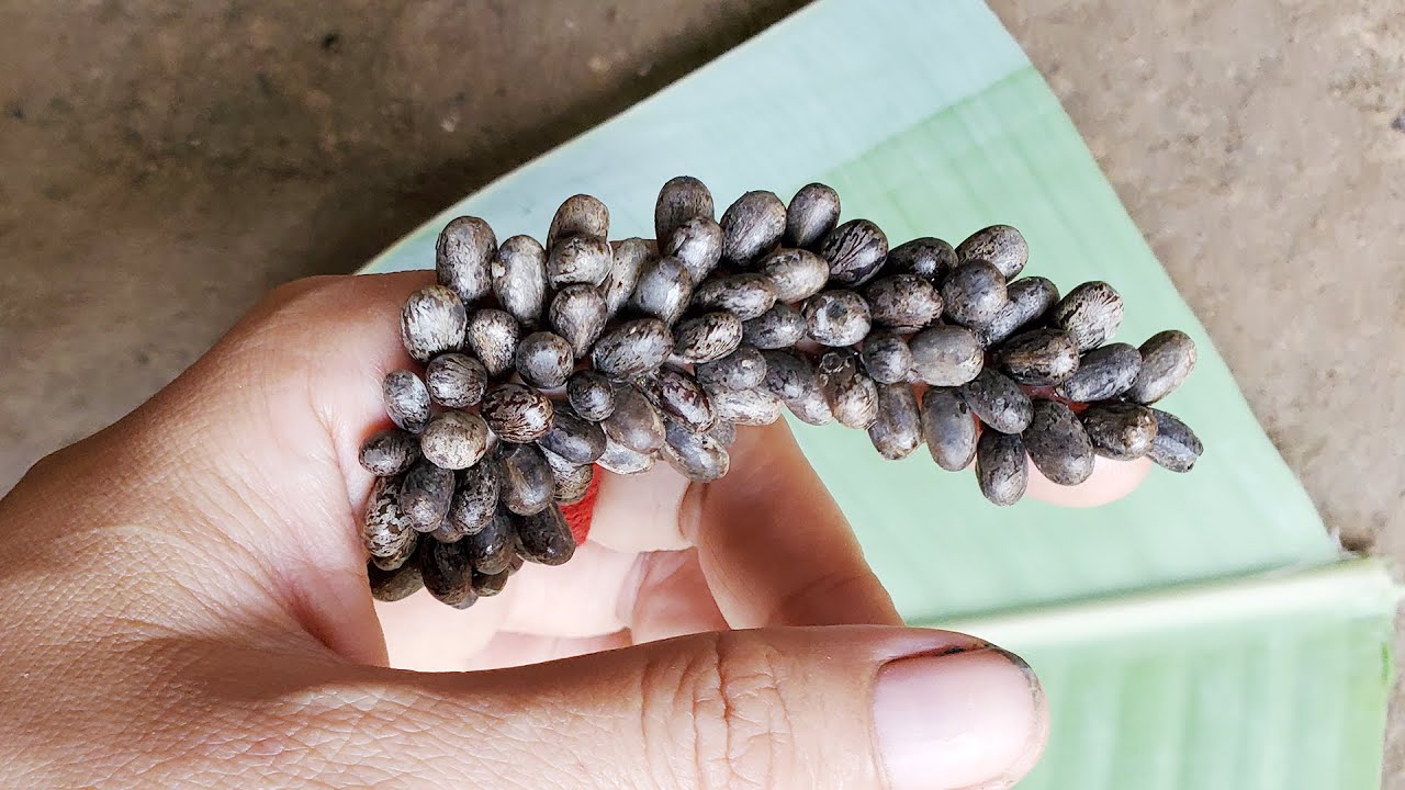 [Ticks] How to remove big ticks on human's hand #422 - YouTube