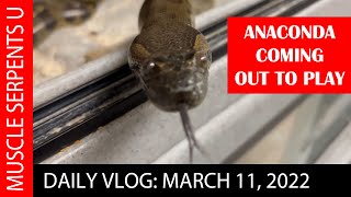 ANACONDA UPDATE! Plus POWERHOUSE CLOWNS! 3-11-22