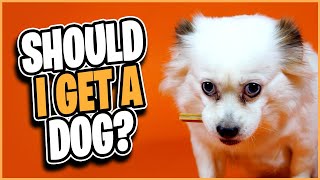 Watch this BEFORE you get a DOG! by Alpha Match  25 views 2 years ago 5 minutes, 28 seconds