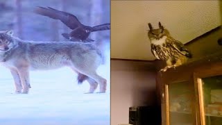Animal Facts Compilation Part 3